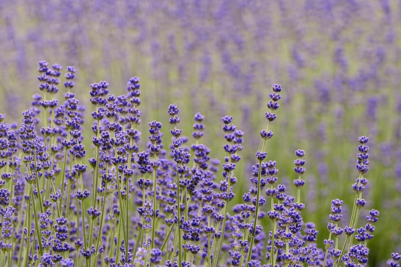 Herbaceous border planting