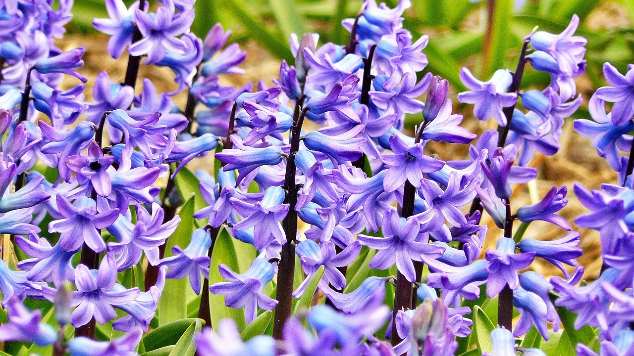 Late summer border